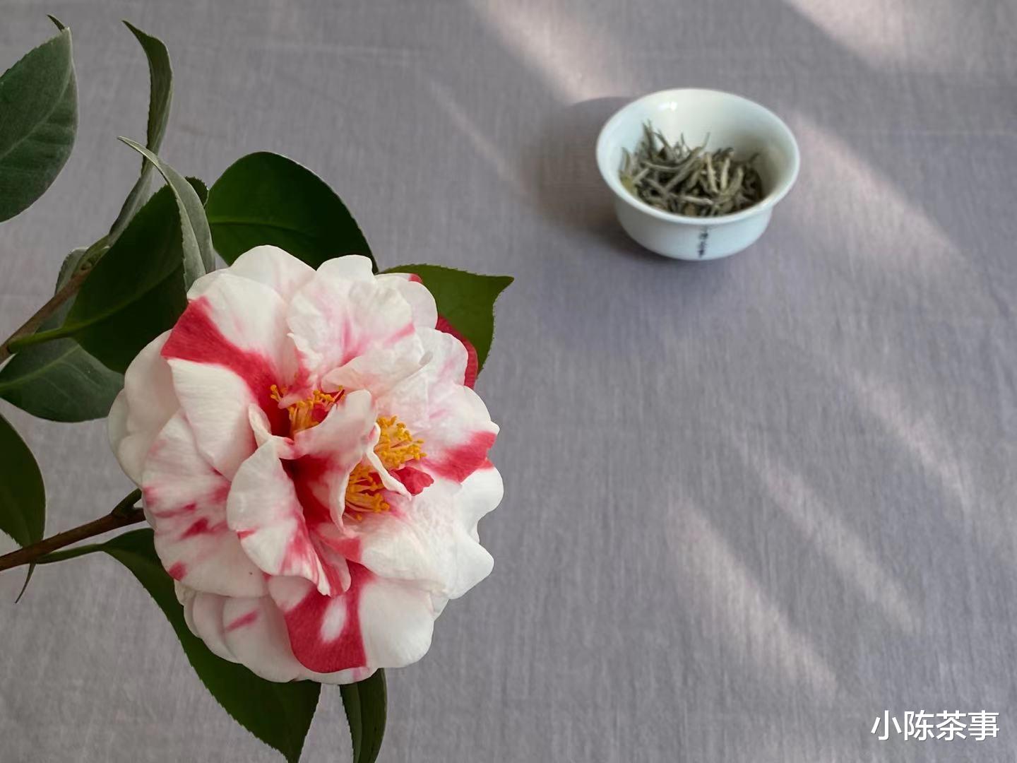 小陈茶事 茶掌柜的卖茶套路，这4个劣质白茶才用的招数，老茶客一眼看穿