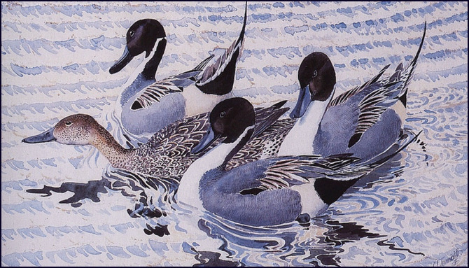 英国查尔斯.图尼克利夫(Charles.Tunnicliffe)禽鸟水彩画
