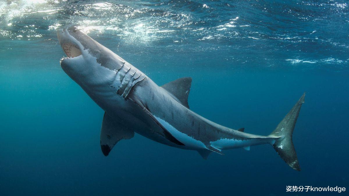 10条关于大白鲨的冷知识，幼鲨在母亲子宫里就开始互相残杀