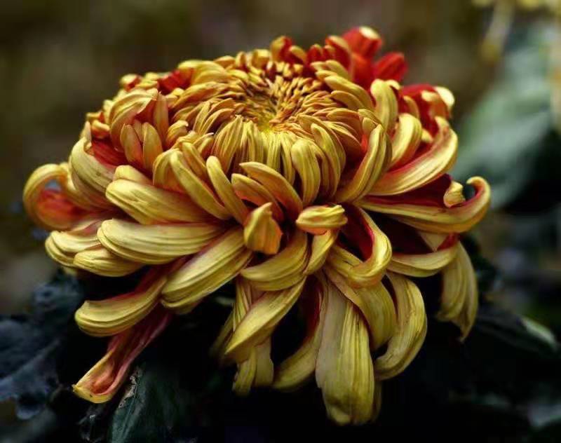 向阳园艺 秋冬季节，家里一定要养盆菊花，花中之王，开花巨漂亮