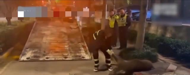 新兴火山 江苏男子驾车撞上200斤野猪，因找不到野猪主人，或索赔无门