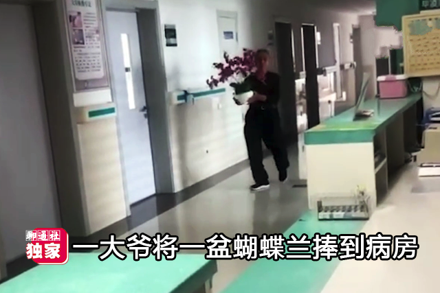 聊通社 淚奔！山東一大爺把一盆蝴蝶蘭捧進病房，讓老伴多看看世間美好