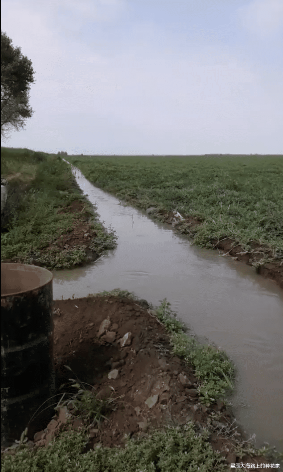 科学家 俄罗斯惊现诡异“鼠王”，5只老鼠尾巴交缠打死结，专家无法解释