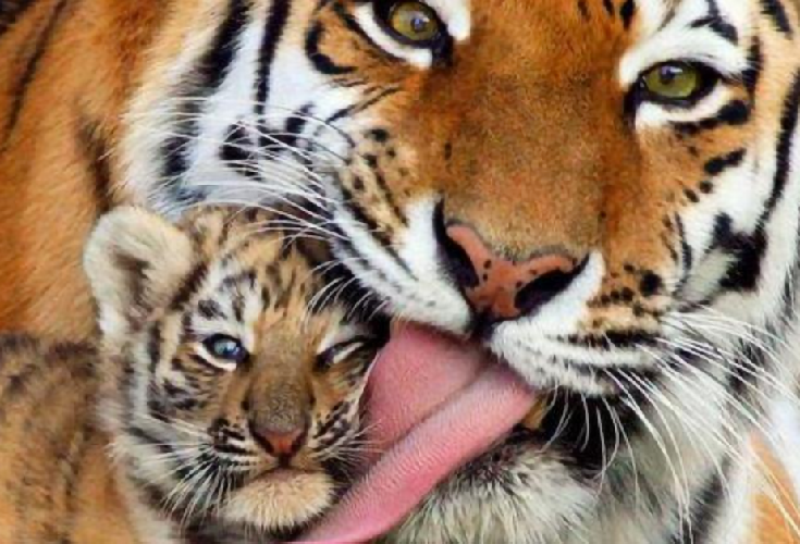 老虎|古代传说中的“彪”是什么？能捕杀老虎，2005年后我国仅拍到3次