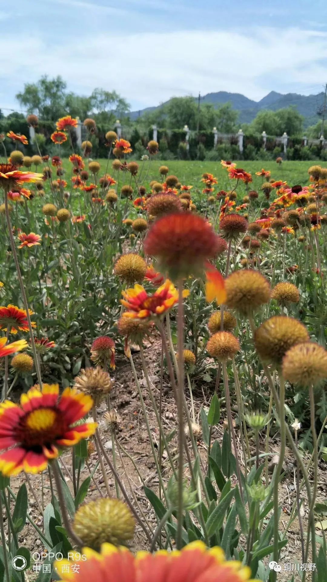 铜川周春辉 美丽的家乡，春天的约会