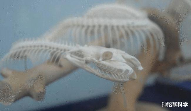  30000条蛇集体求偶，缠绕雌性形成“交配球”，只因性别严重失衡