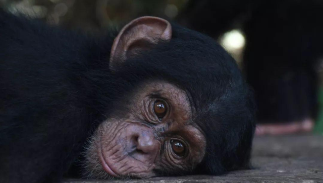 黑猩猩|曾与人类婴儿一起长大的黑猩猩，认为自己就是人，结局怎样了？