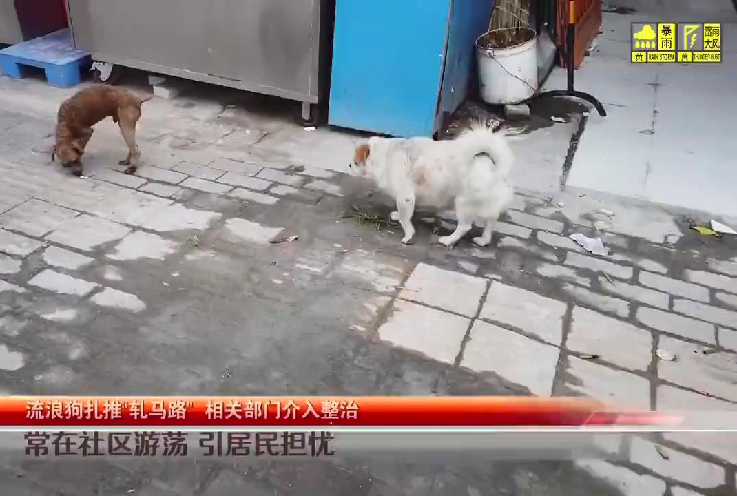 见闻深圳 深圳坑梓数十只流浪狗扎堆“逛街”，场面令人担忧，执法队回应来