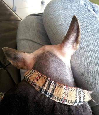 约克夏|老公带约克夏去剪毛，回来却变吉娃娃，确定这真的没有抱错吗？