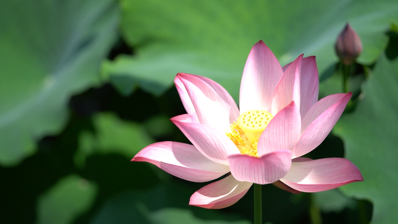 斛珠夫人|为了热度,要不要脸?