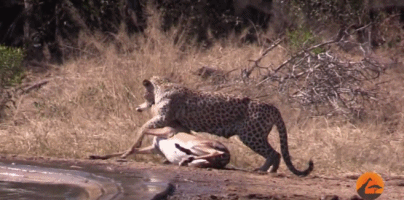 花豹 顶级猎手花豹女王，如何应付树上的雄豹和树下的鬣狗？纪录片