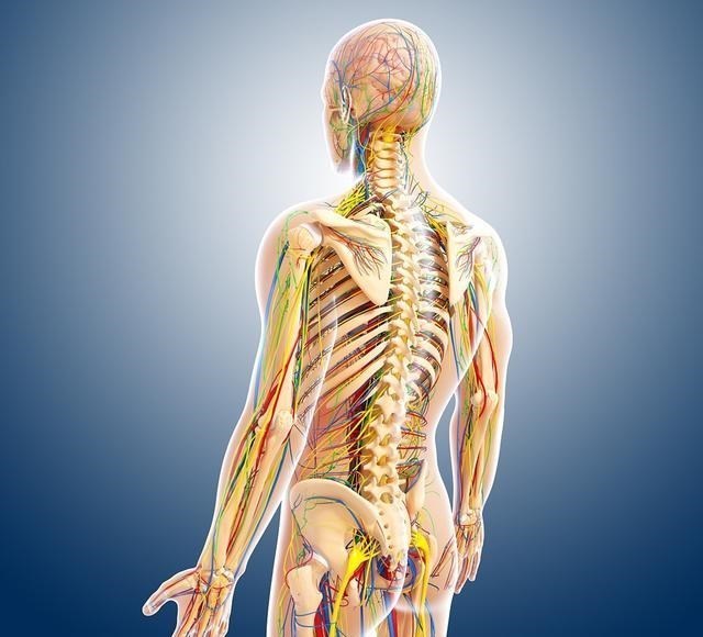 微生物 在棺材里放上100年的尸体，会发生啥变化？身体还有“长路”要走