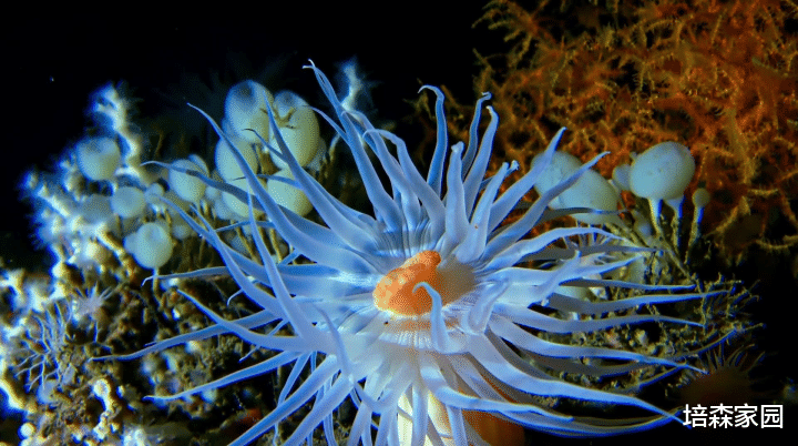 深海生物 深海生物为何能够承受巨大的压力而存活?