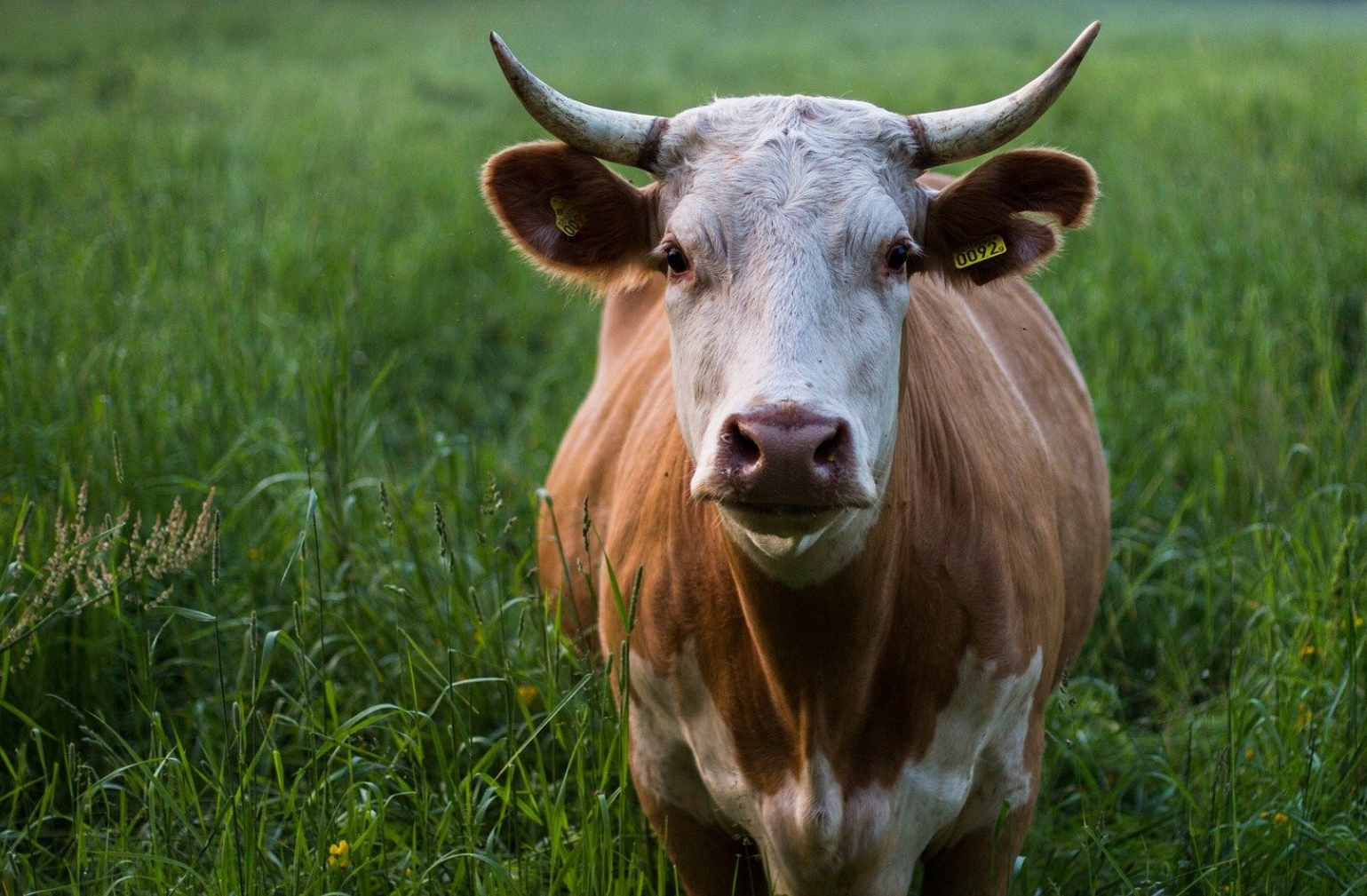 穿衣搭配|11月属牛人财运大开，事业发展红红火火，不再是职场透明人