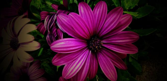 属马|6月，一厢情愿，就要愿赌服输，缘分已尽，旧情已碎，狠心分手