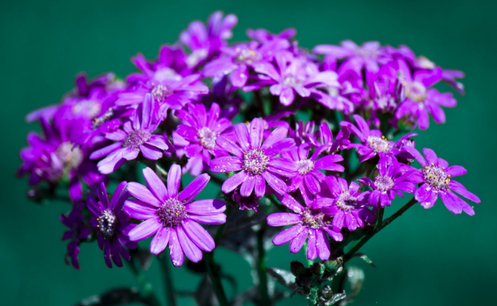 秒懂星肖|进入8月，存款翻倍，3大属相事业如鱼得水，日子有钱不难