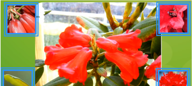 高高的厨房天地 世界独有3000多株，四川凉山新发现大量会东杜鹃，价值堪比大熊猫