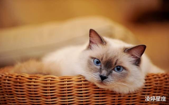 凌婷星座|真心在意，拒绝暧昧，太阳双鱼感情里的在意，除了柔情还更多专情