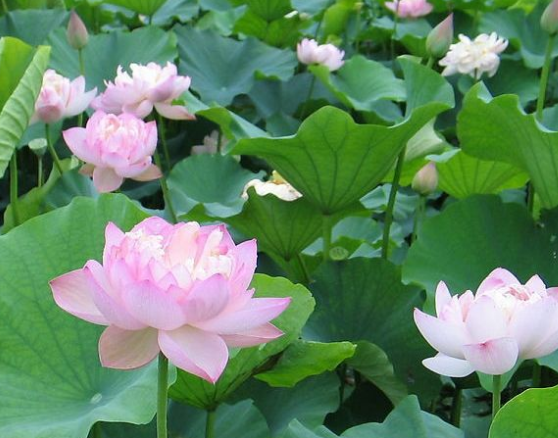 属龙|7月中旬，4属相财星高照，事业进步，钱财滚滚，日子甜蜜