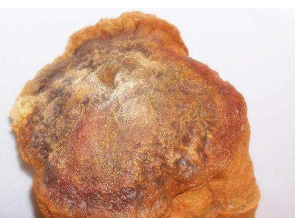 科学家 我们常说的太岁到底是什么？中国科学家用仪器揭开太岁的谜团