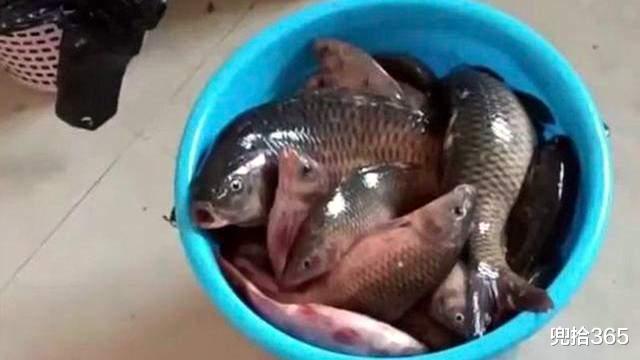 |广东一男子钓鱼瘾犯了，寒冷的冬日里夜钓，一不小心就实现了爆护