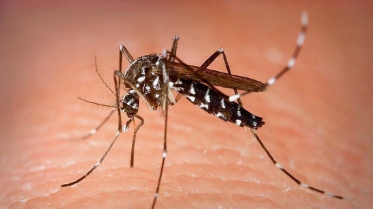 美國再出瘋狂計劃！培育瞭10億隻超強蚊子，將全部投放到世界-圖3