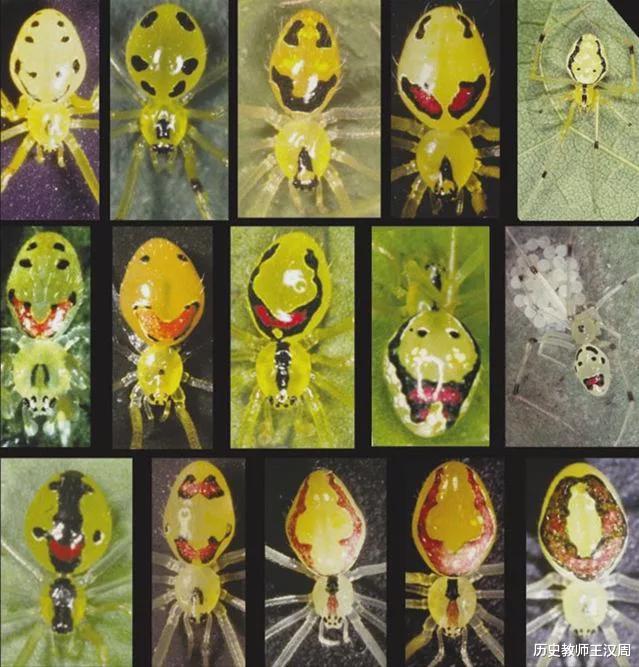 蜘蛛 物种界的泥石流：不是蜘蛛的蜘蛛，不是蚂蚁的蚂蚁