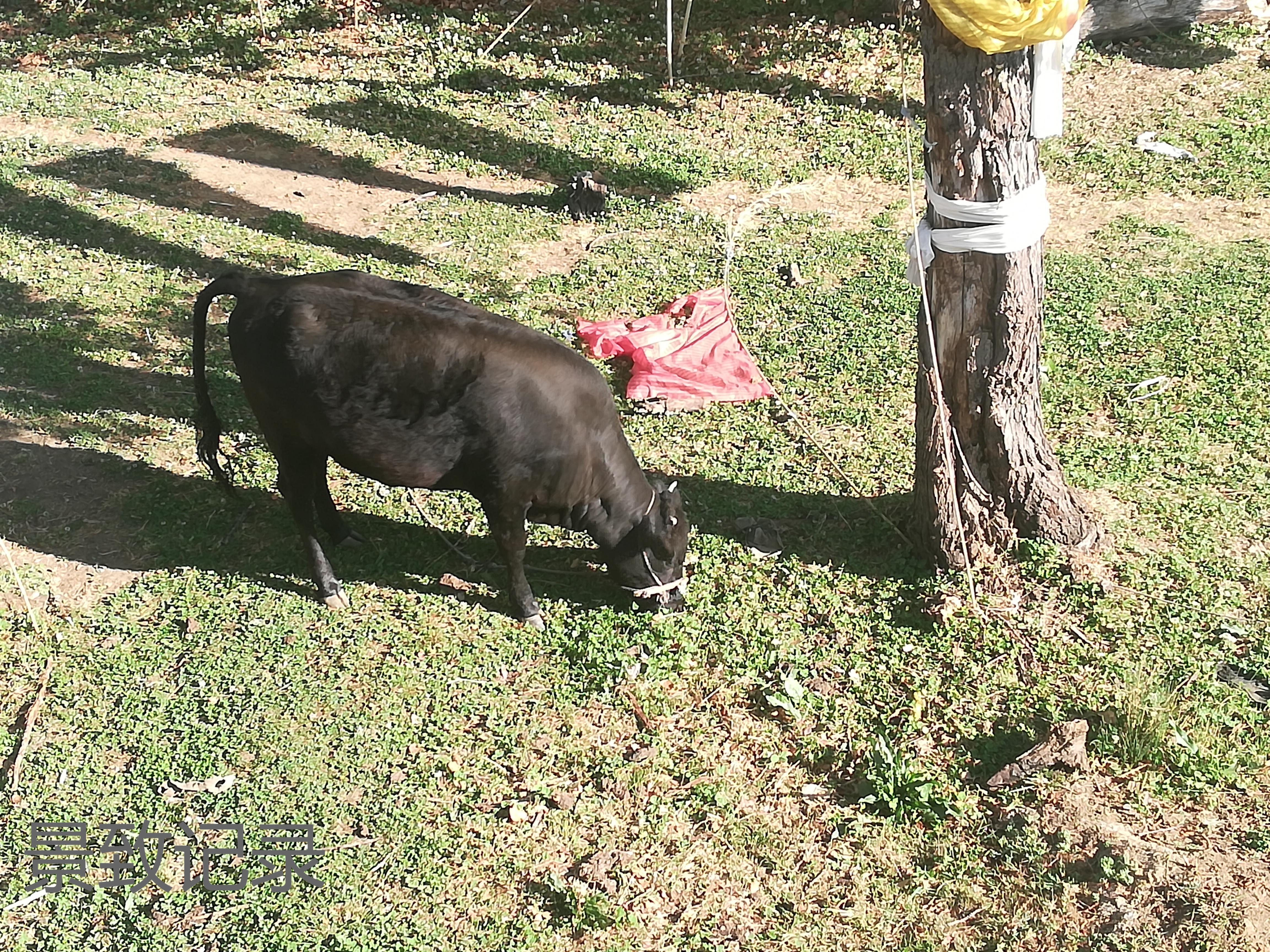 泸沽湖 景致记录：清晨的泸沽湖春寒料峭，走出摩梭阿妹家，风光美如江南
