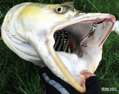 湖南|湖南一男子户外野钓，意外收获“米级”大鱼，直接躺地上当参照物