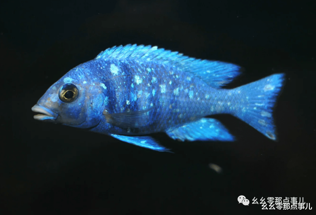 饵料|还记得您的第一根钓竿吗？我的才79元，现在用起来还很顺手！