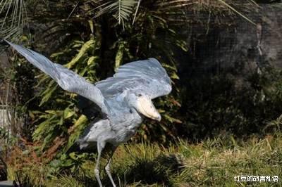 鲸头鹳 鲸头鹤，世界上最大的鸟类。