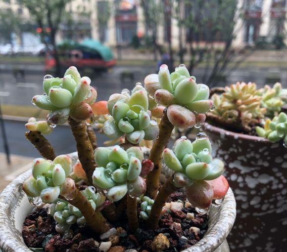 说说家装那点事儿|什么是老桩？什么是水桩？从2点区分，水桩再粗都不要买