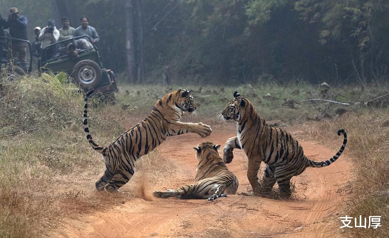 |生肖属虎的朋友只要努力,成功并不是遥不可及的存在