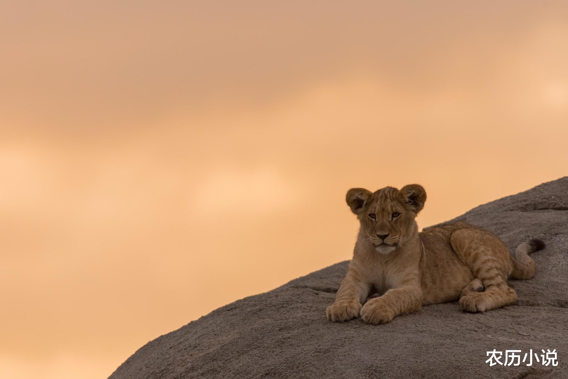 大象 小狮子被野牛顶伤,长大遭狮群流放,活着不容易