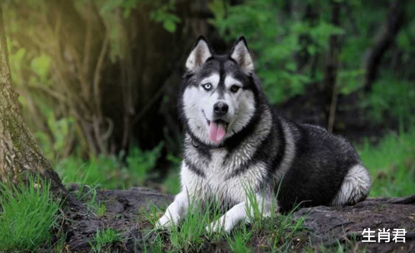 快递|财运加持事业高升，在职场中披荆斩棘的属狗人，终于迎来春天