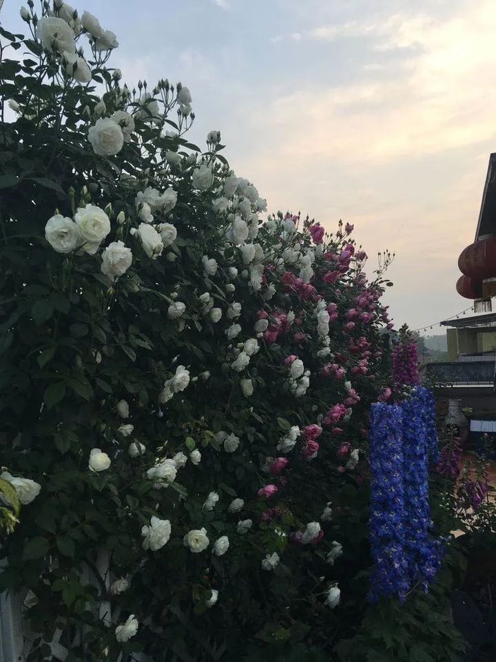 |4年前，买了8楼带240㎡露台的顶层房，如今成了全小区最美的屋顶