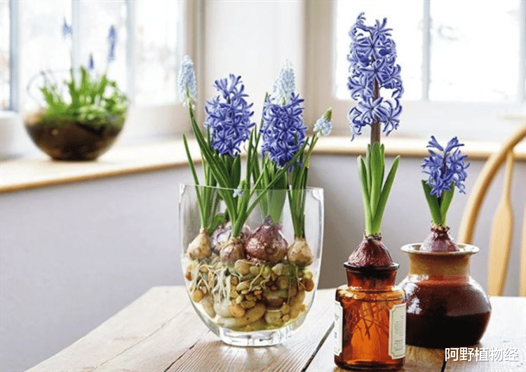 室内适合用水养的18种植物,不用土栽更洁净,方便打理又美观