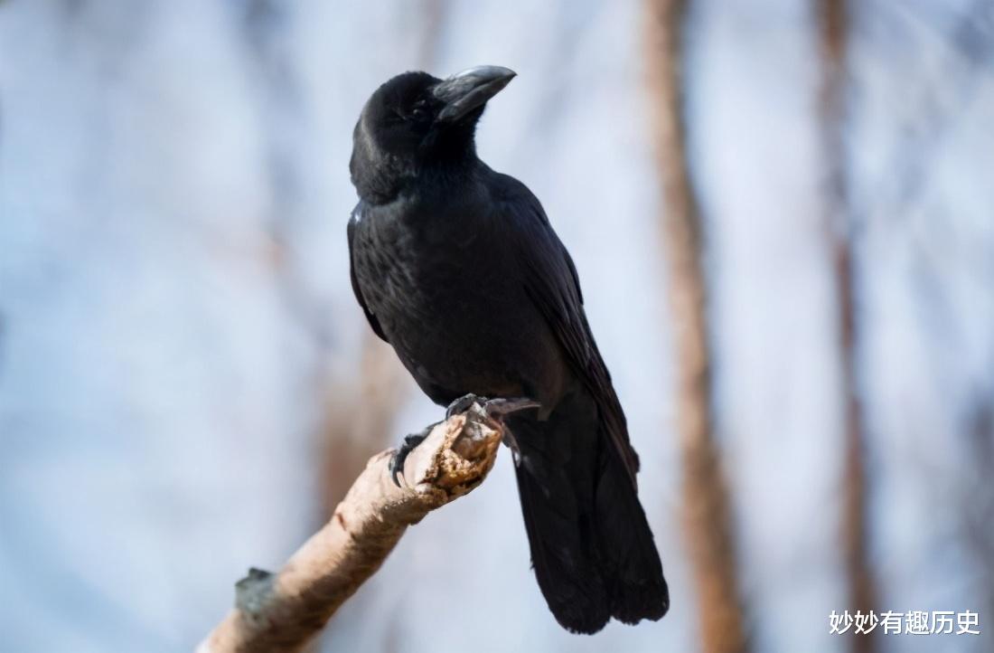 妙妙有趣历史 明朝奇案：女子惨死闺房，凶手逍遥法外，乌鸦显灵缉凶