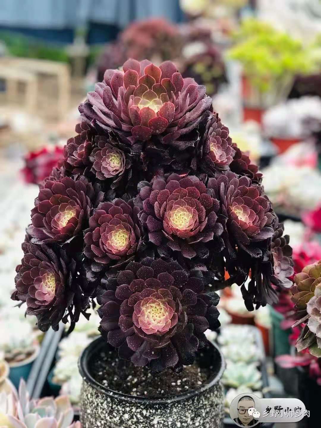 乡野小帅 那些在夏天依然保持美丽的肉肉。你知道吗？快点看过来