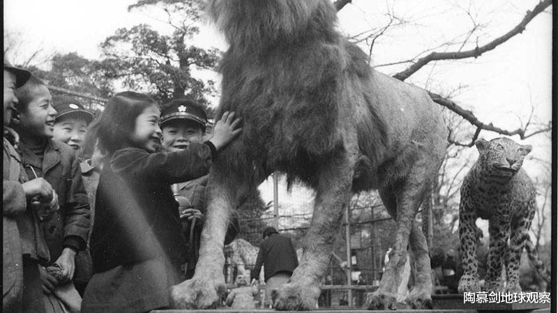 二戰末期，日本屠殺全國動物園，隻有兩頭大象在名古屋被偷偷保住-圖10