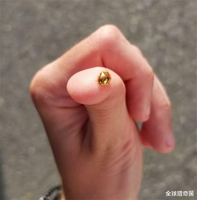 32张活久见的生物照片,让你眼界大开