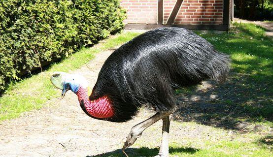 中国水产科学研究院 鹤鸵为什么被称为“杀人鸟”？它的战斗力到底有多强？