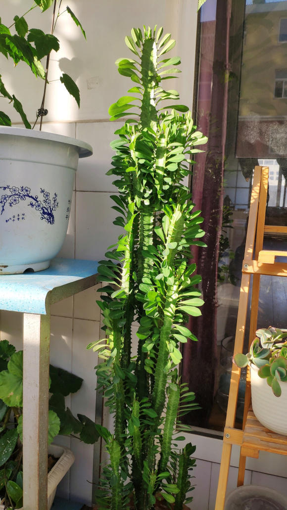 向阳园艺|比仙人掌都好养的植物，它就是龙骨，30天浇一次水，都干不死