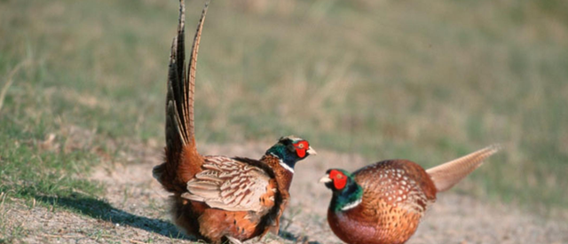 时小慢慢 东北野鸡泛滥成灾，多到撞墙，为什么吃货都无能为力？