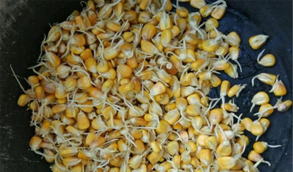 饵料|5月份钓鱼，技巧跟春季有很多不同，钓法要变一变，更容易钓大鱼