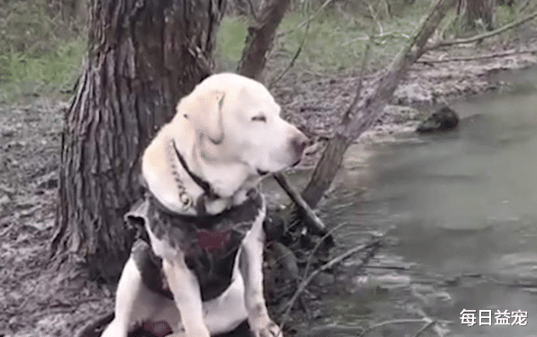 铲屎官|狗狗河边陪主人钓鱼，竟因太无聊睡着了，下一秒太搞笑！