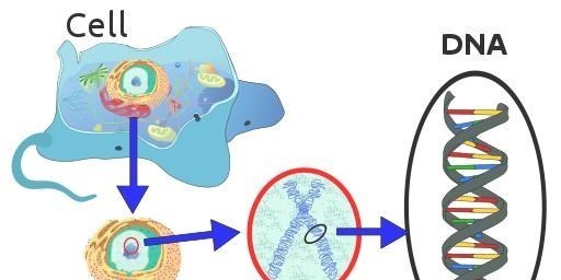基因 “一夫一妻”的动物，如果一方死了，它们能经受住交配的诱惑吗？