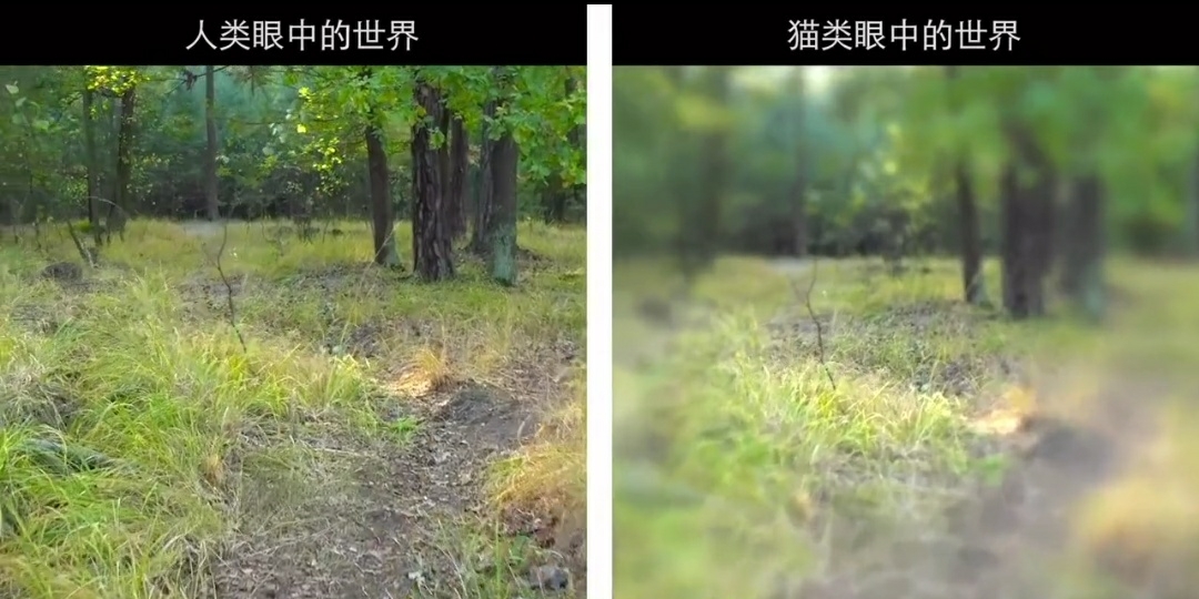 昆虫 在动物眼中世界是长什么样的？十种不同动物眼中的世界！