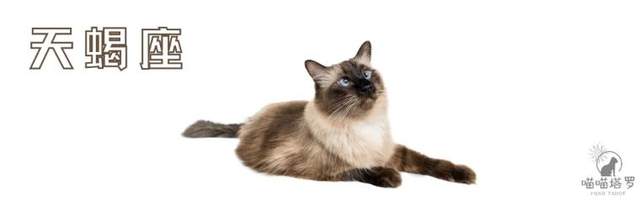 喵喵的塔罗|十二星座运势：8月23日~8月24日