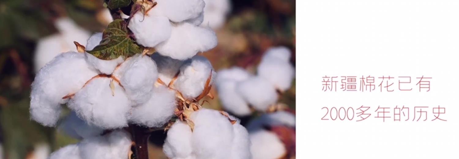 哥哥|《哥哥》后芒果又出爆款，5位常驻笑点密集，新疆棉内容展现格局